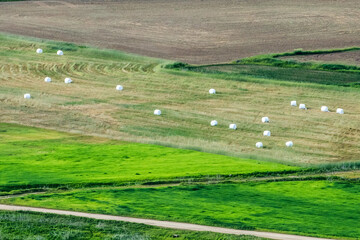 Beautiful rural scenic landscape,Avena Sativa,Oat green field of the riverside.