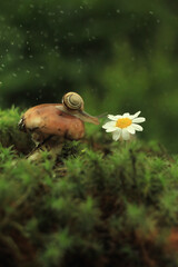 
Snail on a forest mushroom growing in moss