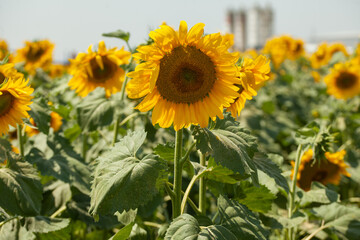 Obraz premium Sunflower field at summer