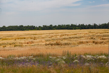 Obraz premium Landscape with wheat field, field flowers and trees