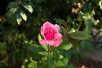 Pink rose growing in the garden