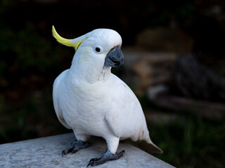 Sulphur-crested cockatoo visiting during the COVID-19 Lockdown