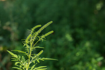 Ragweed bushes. Ambrosia artemisiifolia causing allergy summer and autumn. ambrosia is a dangerous weed. its pollen causes a strong allergy at the mouth during flowering.