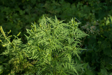Ragweed bushes. Ambrosia artemisiifolia causing allergy summer and autumn. ambrosia is a dangerous weed. its pollen causes a strong allergy at the mouth during flowering.