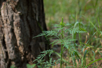 Ragweed bushes. Ambrosia artemisiifolia causing allergy summer and autumn. ambrosia is a dangerous...