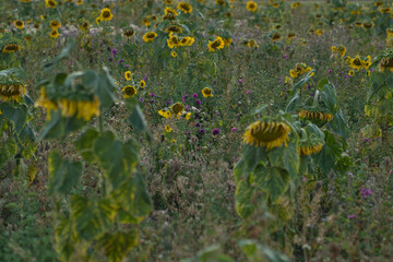 Obraz premium Sonnenblumenfeld