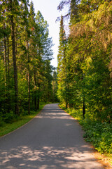 Naklejka premium Smooth and clean path in the forest - ideal for jogging