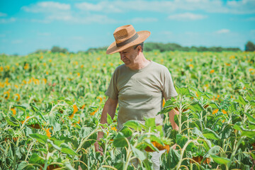 Naklejka na ściany i meble Mature man at field, lifestyle older men. Older senior man at sunflowers field, farmer at meadow