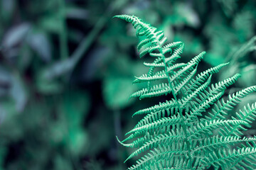 Growing fern leaves close up, copy space for text, Cold toning