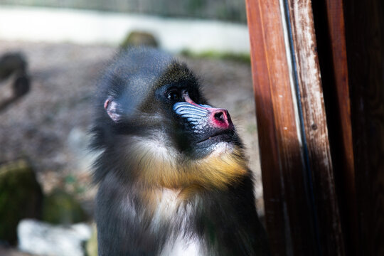 Animali al Bioparco di Roma