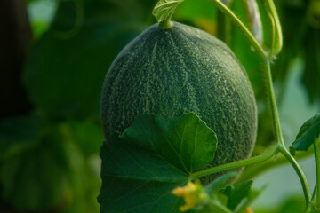 Fresh melons or green melons plants growing in greenhouse. Favorite fruit in summer. Food, Fruits or healthcare concept.