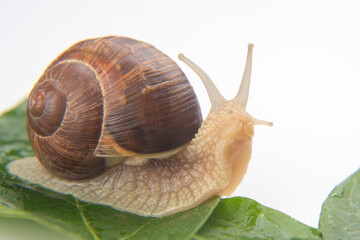 Helix pomatia. grape snail crawling on green leaves. mollusc and invertebrate. delicacy meat and gourmet food.