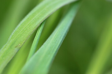 Obraz premium Gras, Wiese, Grashalm, Natur, Makro, Nahaufnahme