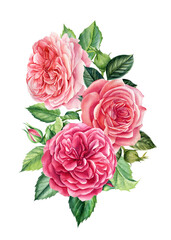 flowers, pink roses on isolated white background, watercolor illustration, greeting cards