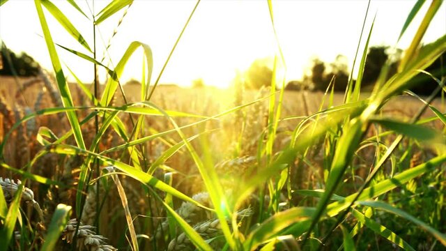Weizenfeld Getreidefeld und Gr&auml;ser bei Sonnenuntergang