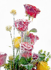 Frozen bouquet of red and yellow roses in the ice block detailed