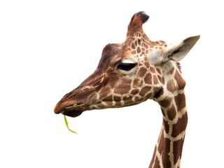 キリン © moonrise