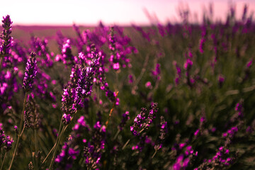 Lavender fields in Brihuega, Guadalajara, Spain.