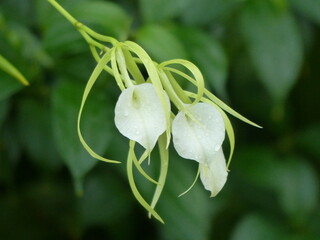 
Brassavola nodosa, orchid. Orchidaceae family
