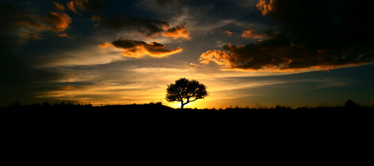 Obraz na płótnie Canvas silhouette of an oak tree at sunset