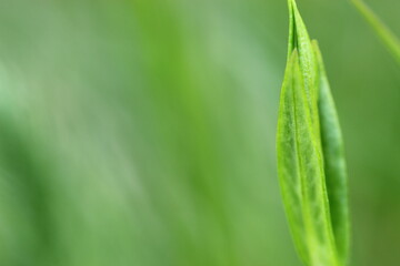 Gras, Wiese, Grashalm, Natur, Makro, Nahaufnahme