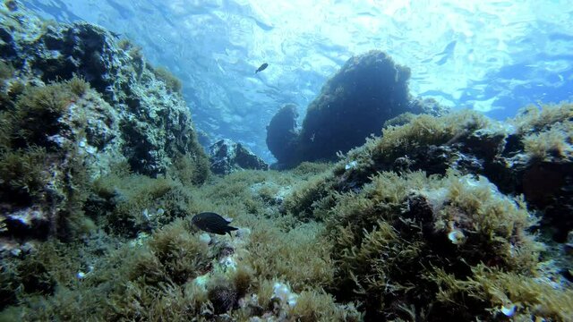 Underwater landscape - Mediterranean sea reef view