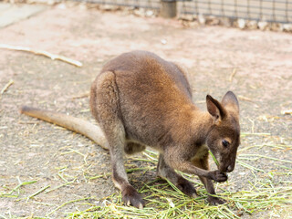 ベネットアカクビワラビー