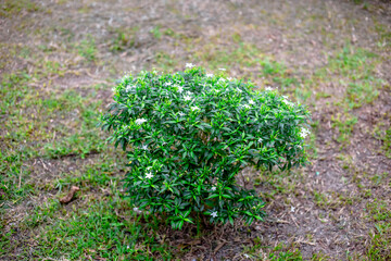 The natural background of many species of plants that are laid out in the park, for the propagation of the species and to provide shade for those who stop by while traveling to study the ecology.