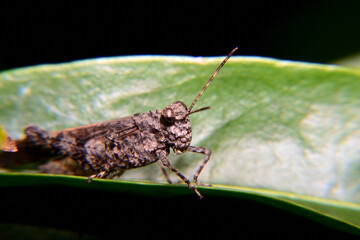 Close up, Green Grasshopper at green garden