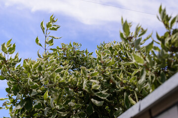 Green tree is reaching to the blue sky, hot weather, summer time