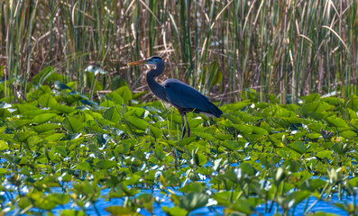 Great Blue Heron in the water of the Everglades, Florida, USA