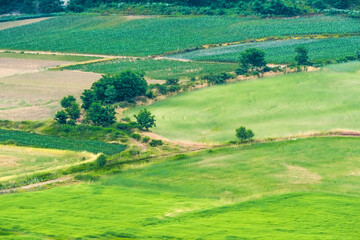 Fototapeta na wymiar Beautiful rural scenic landscape,Avena Sativa,Oat green field of the riverside.