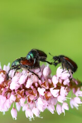 Insekt, Käfer, Natur, Makro, Tier, wild lebende Tiere