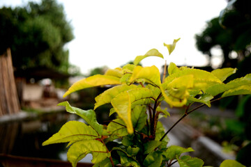 new tree shoots grow and are ready to become mature trees