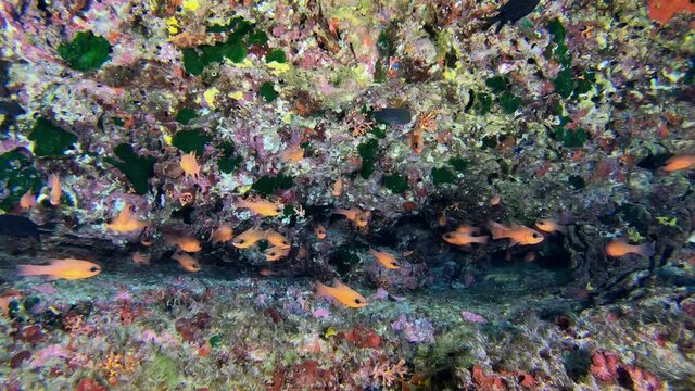Underwater scene - Litte red fishes in a reef 