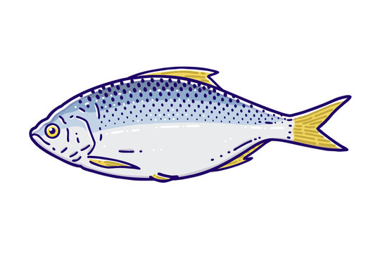 Gizzard shad. Colored vector illustration.