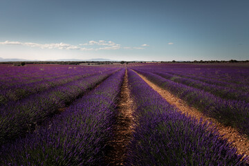 Fototapeta na wymiar Lavender fields in Brihuega, Guadalajara, Spain.