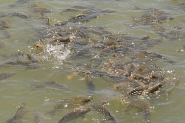 Naklejka premium farm fish in overpopulation