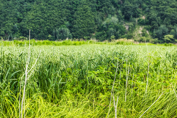 Beautiful rural scenic landscape,Avena Sativa,Oat green field of the riverside.