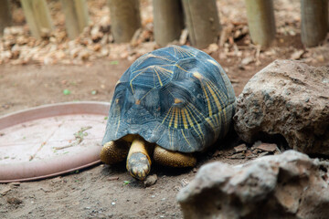Tartaruga al Bioparco di Roma