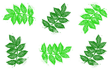 Pattern of green ash leaves on a white background
