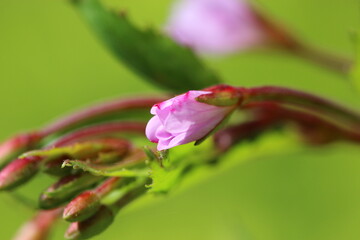 Blume, Blüte, Natur, Pflanze, Wiese, blühen,Feld