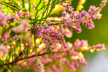 pink Calluna vulgaris (binomial name),  heather or ling 