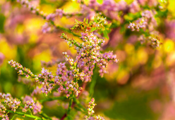 pink Calluna vulgaris (binomial name),  heather or ling 