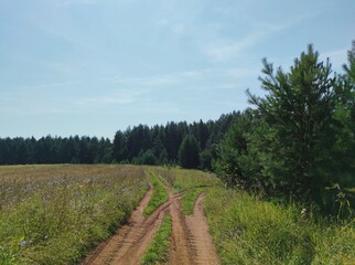 Fototapeta na wymiar road fork near the forest against the blue sky on a sunny day