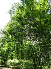 Fototapeta premium green forest in the morning