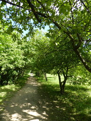 Obraz premium trees in the park