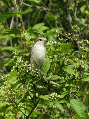 dove on a branch