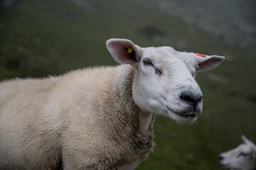 portrait of a sheep in Valais on a moody, rainy day
