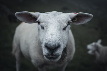 portrait of a sheep in Valais on a moody, rainy day